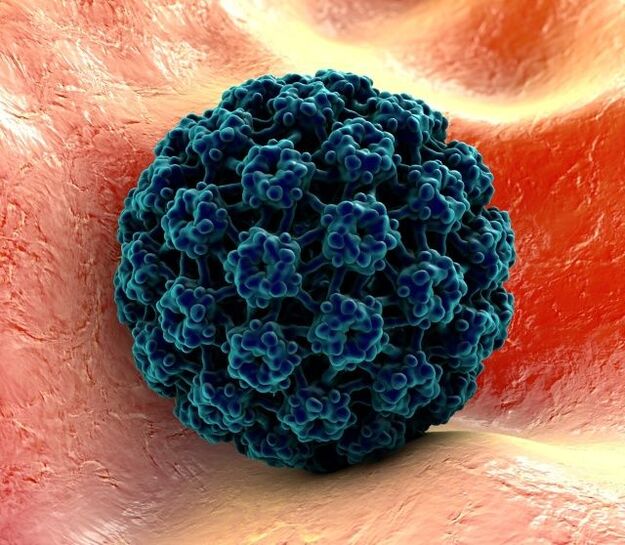 3D nga modelo sa HPV nga hinungdan sa warts sa mga kamot